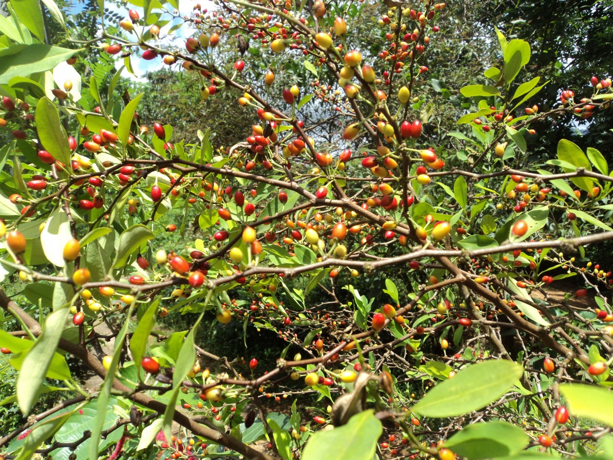 Erythroxylum novogranatense (D.Morris) Hieron.